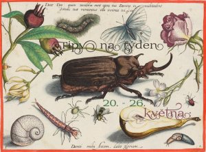 Jacob Hoefnagel podle Jorise Hoefnagela list z cyklu Archetypa studiaque, 1592, kolorovaný mědiryt a lept © Národní galerie v Praze